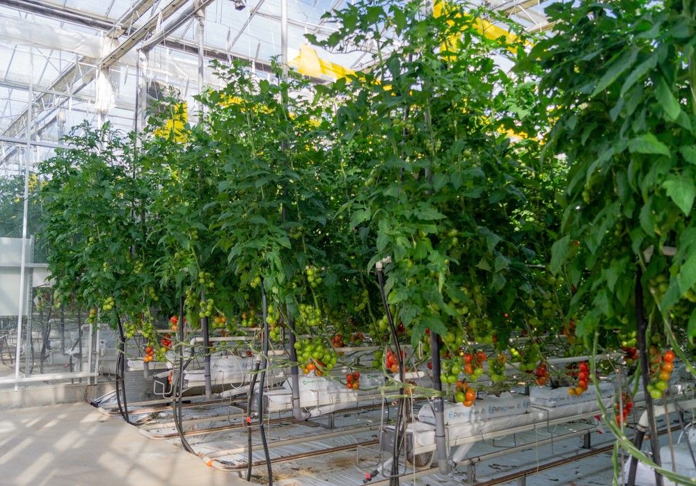 Yuksel Seeds se consolida en España tras una década de variedades exitosas
