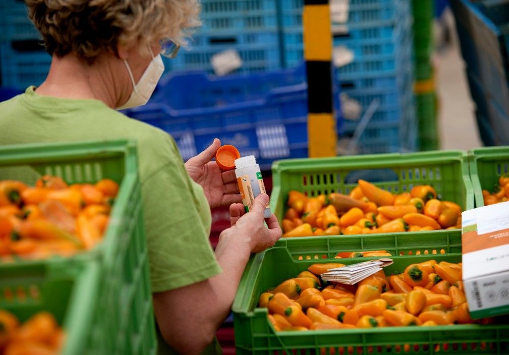 Koppert contribuye a restaurar la biodiversidad de los ecosistemas agrícolas