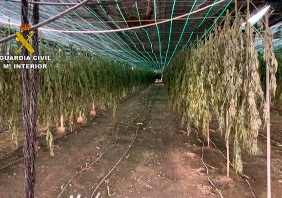 La Guardia Civil interviene 62.000 plantas de cannabis en una plantación de cáñamo en Almería