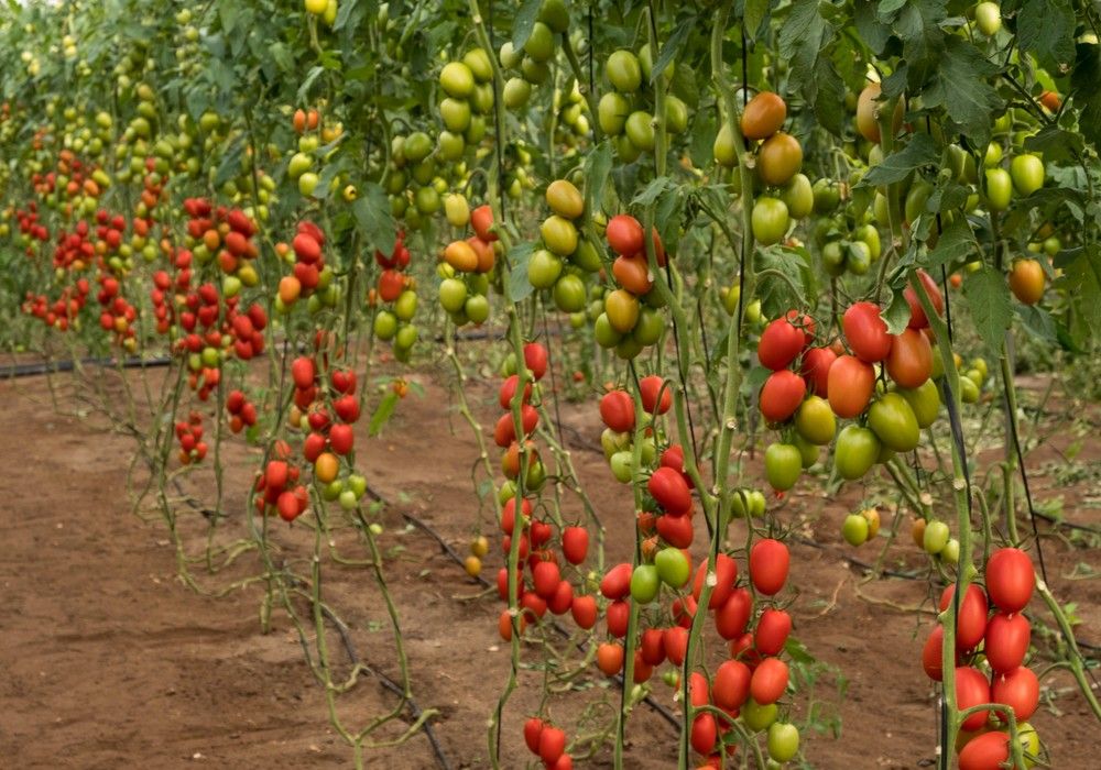 Syngenta posiciona Ibai y Koshima y lanza los nuevos asurcados Galadriel y Bukovina