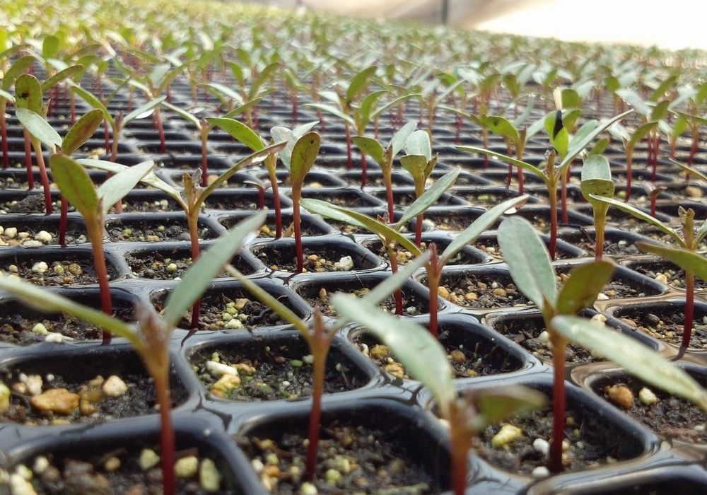 El Gobierno modifica los reglamentos de los registros de variedades vegetales