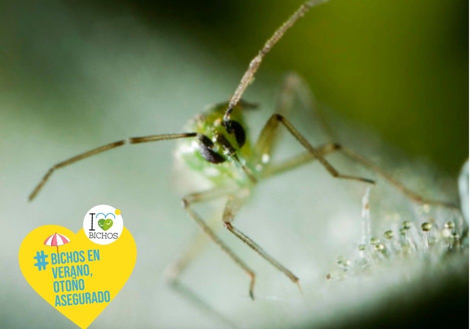 HORTYFRUTA recomienda el control biológico en verano para reducir plagas en otoño