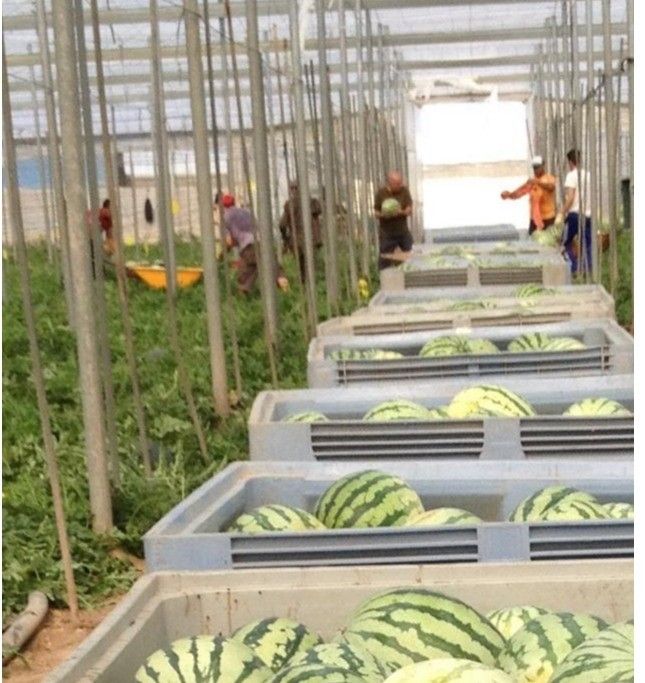 Un estudio revela que el 53% de los agricultores del Poniente almeriense no usan fotoprotector durante su jornada laboral