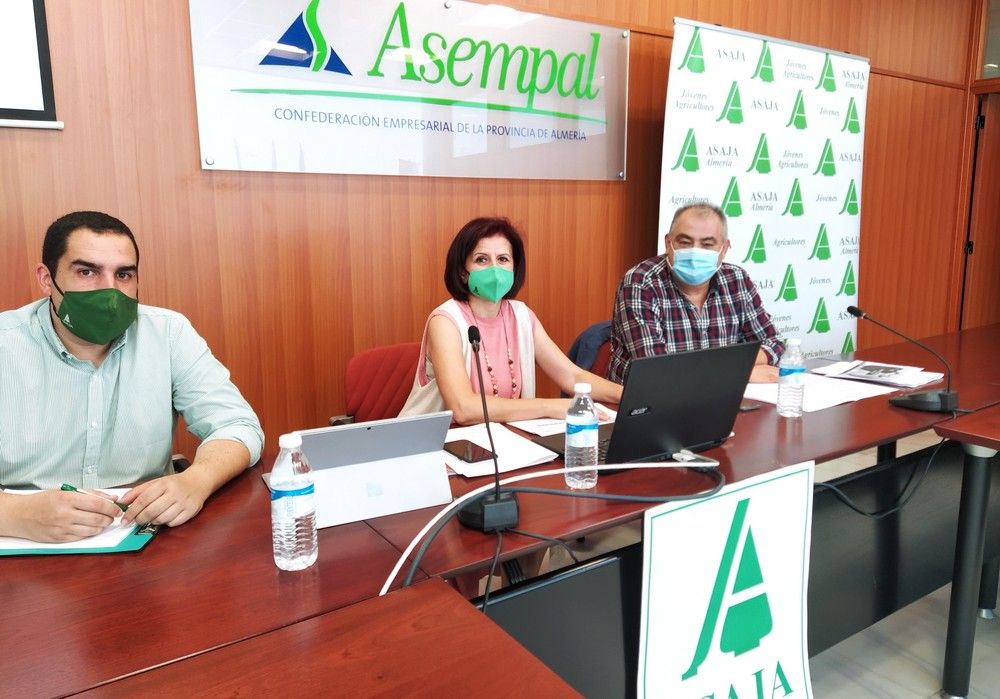 ASAJA confirma la consolidación del pimiento como líder de la producción hortícola en detrimento del tomate