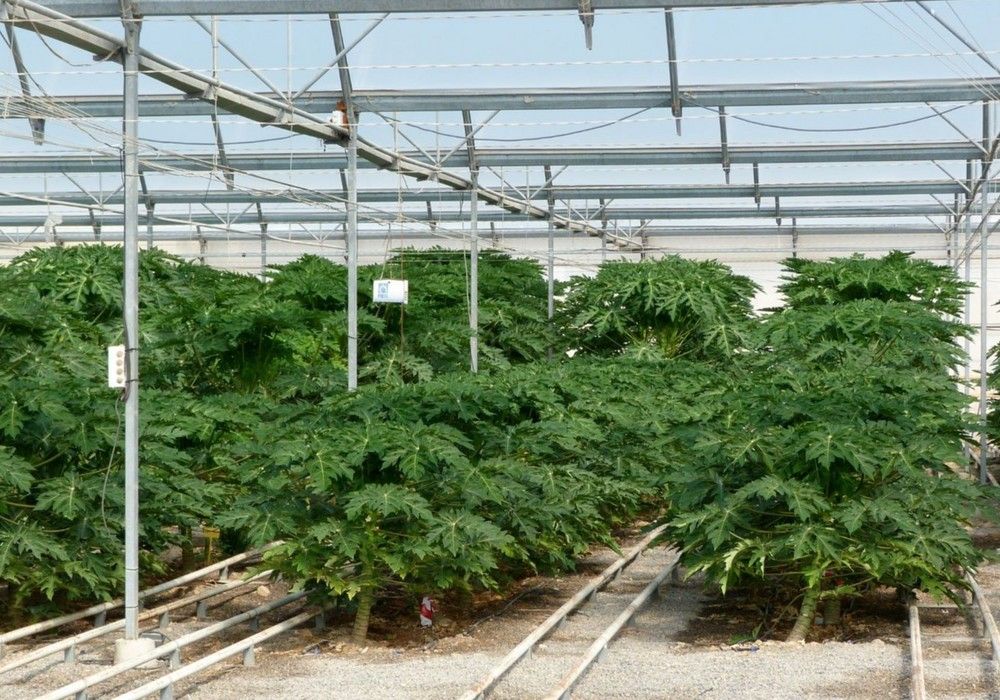 Las exportaciones agroalimentarias andaluzas crecen un 4,5% en el primer cuatrimestre de 2021 con Almería a la cabeza