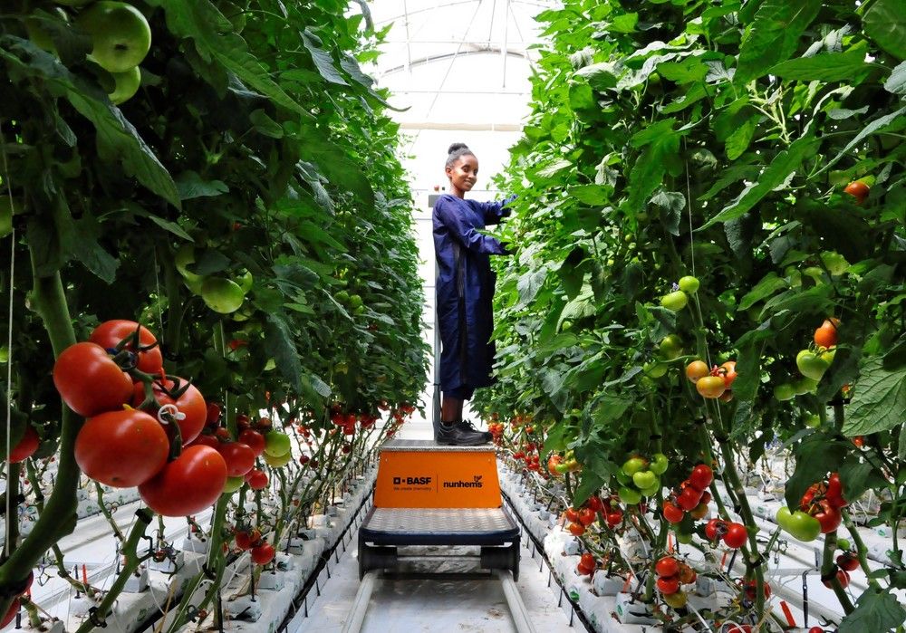 Llegan al mercado las primeras semillas hortícolas producidas en el avanzado centro de BASF en Etiopía