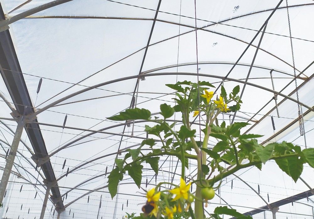 El ensayo sobre el desarrollo de cubiertas plásticas Politiv atraviesa las fronteras y llega a la prestigiosa revista Agronomy MDPI