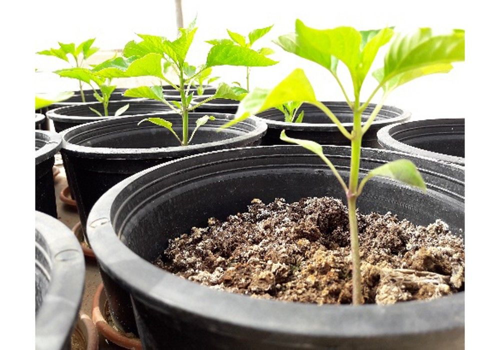 Una producción sostenible al alcance de todos con Azonic, el biofertilizante de Hefe Fertilizer