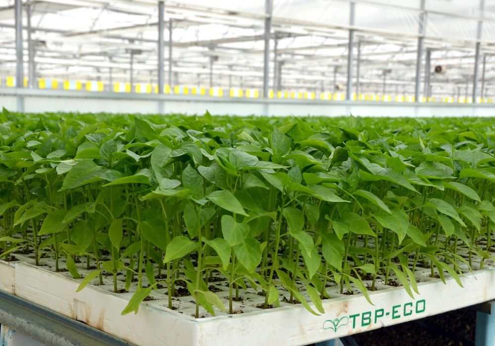Tecnobioplant, 10 años ofreciendo  un servicio de calidad al agricultor