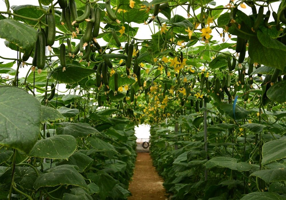 Top Seeds tiene la solución para un buen ciclo corto de pepino mini con Isidro