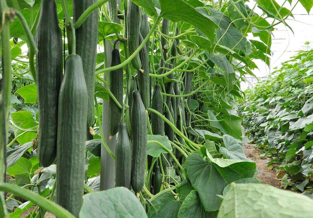 Invictus, el pepino temprano con CGMMV de Seminis que aúna productividad, calidad y resistencias
