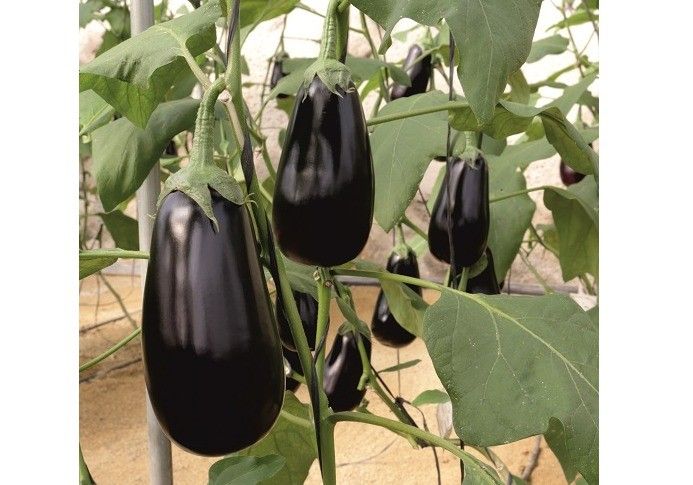 Olimpia, berenjena de Meridiem Seeds que ofrece muchos frutos y siempre negros