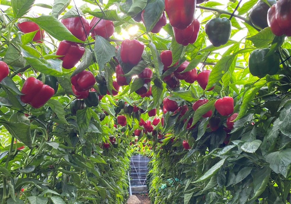 Seminis propone su amplio catálogo  de variedades de pimiento de calidad