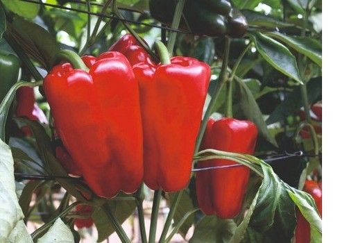 Pimiento italiano y lamuyo verde superan el euro en el primer viernes del mes de julio