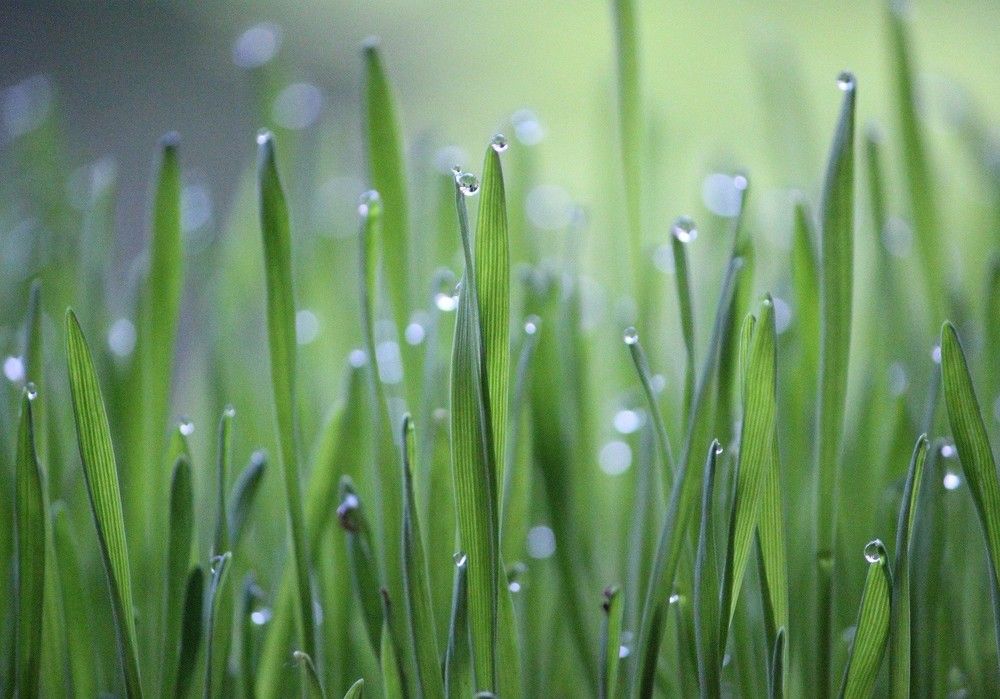 La superficie de cultivo se mantiene estable, con ligeras subidas en los cultivos leñosos