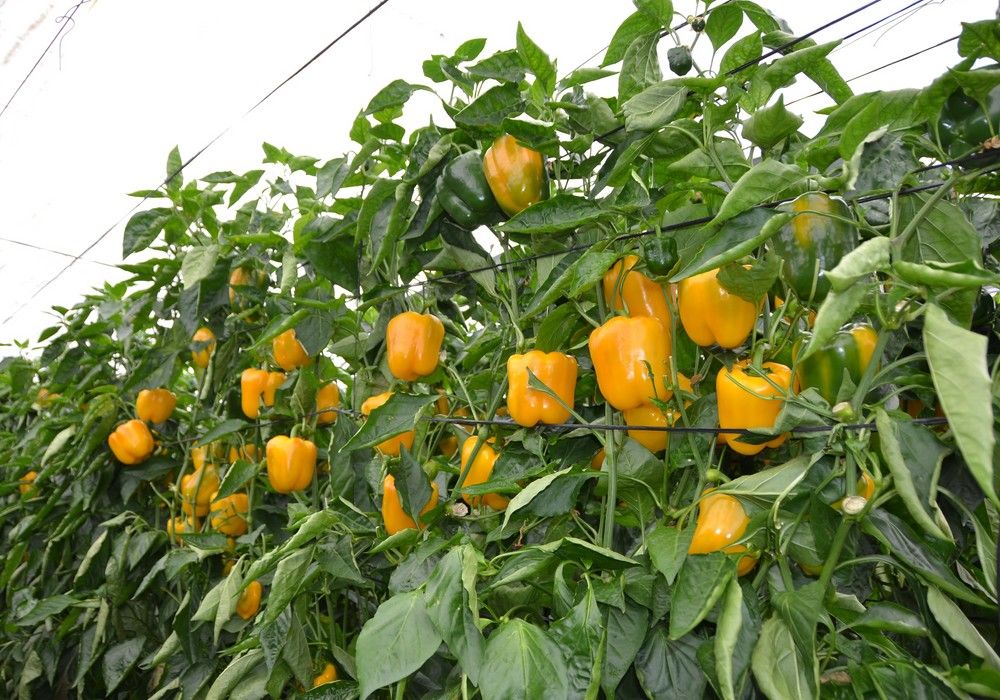 IQV Agro aporta con PIREVALLES una elevada eficacia frente a plagas importantes
