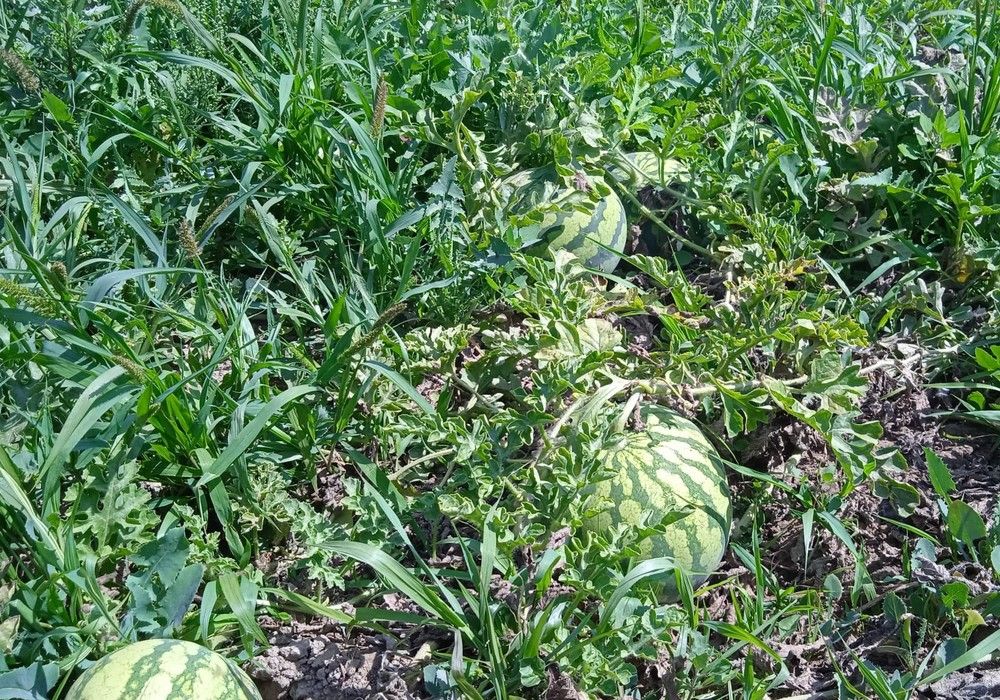 ASAJA denuncia el hundimiento de los precios de sandía al aire libre