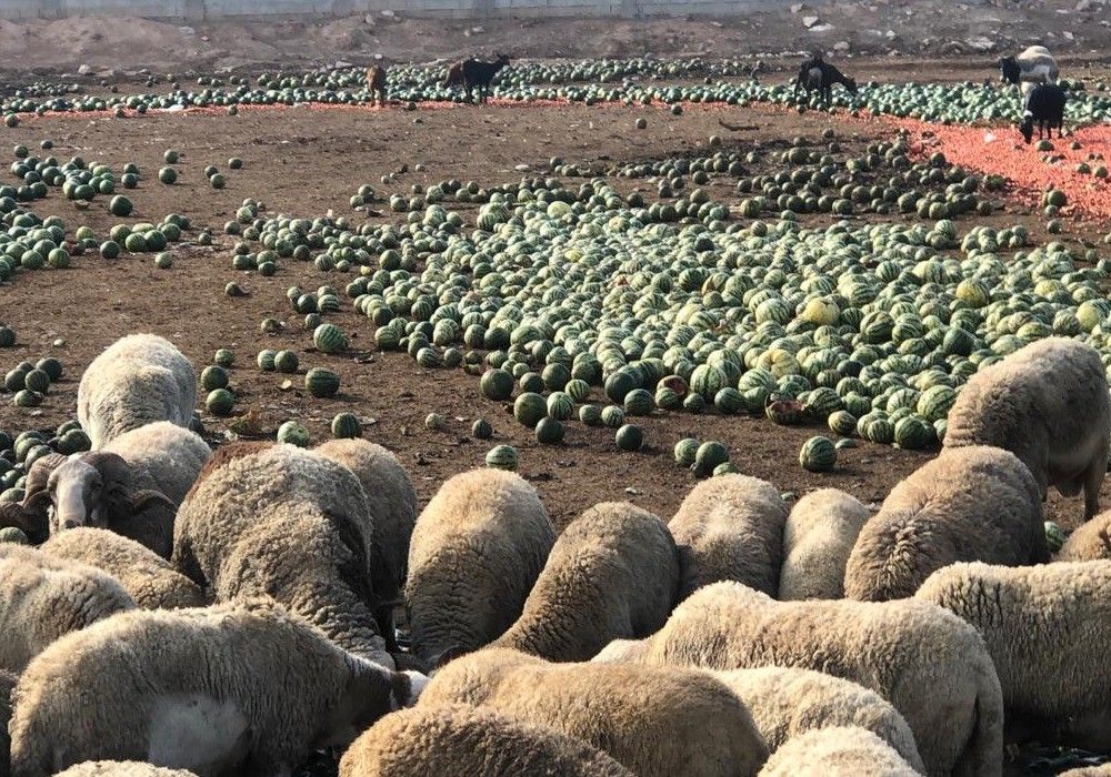 El aumento de la renta agraria en la provincia genera también una subida en el empleo