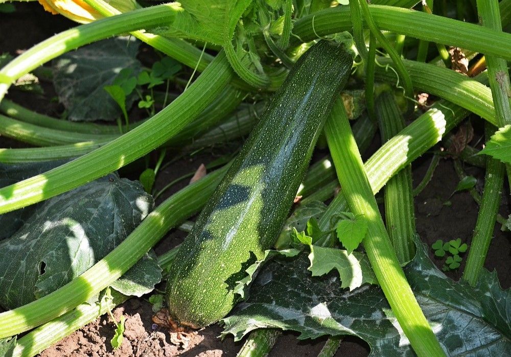 El valor del calabacín remonta en la última semana y se posiciona en precios rentables para el agricultor