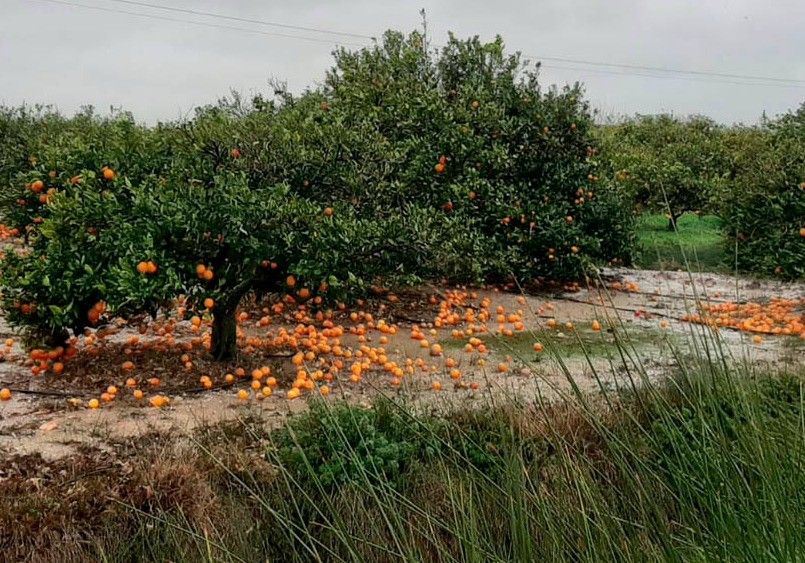 Agroseguro registra el peor mes de junio de la historia del seguro agrario con indemnizaciones superiores a los 111 millones de euros