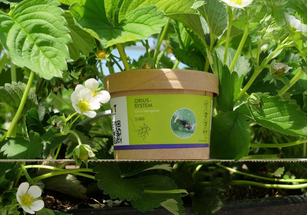 Biobest presenta sus nuevos envases biodegradables que mejoran el rendimiento del Orius-System