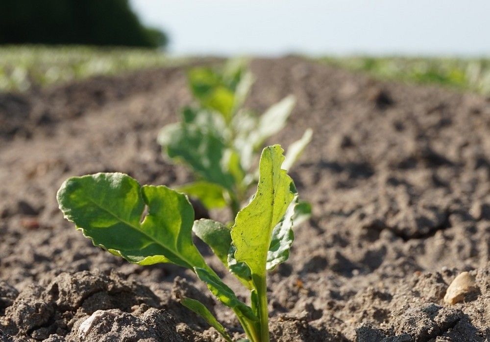 Seamac® Rhizo, el bioestimulante de FMC para una raíz fuerte y una planta más sana