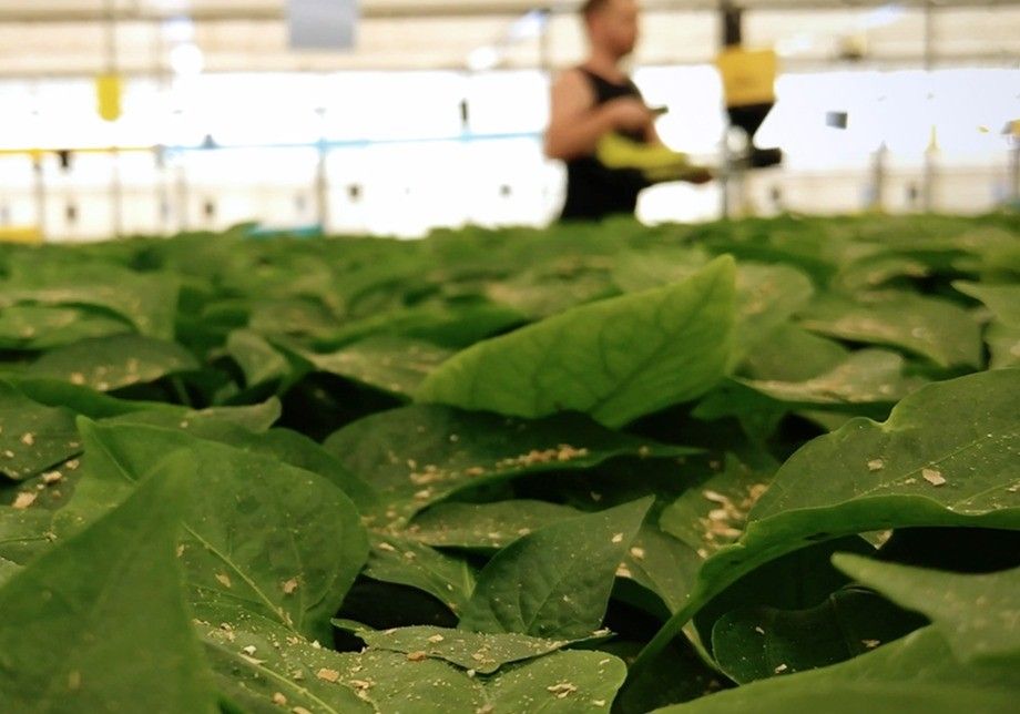 El control biológico se extiende en los semilleros gracias a las estrategias de Agrobío