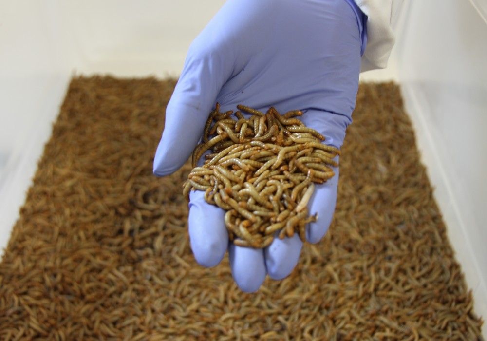 El Centro Tecnológico Tecnova presenta Entonatur, el proyecto que introduce los insectos en alimentación y en campo
