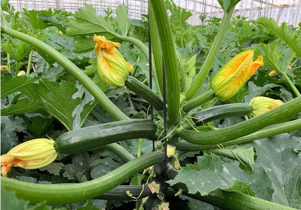 Calabacines, pepino y berenjena, apuesta de garantía de ISI Sementi para Almería