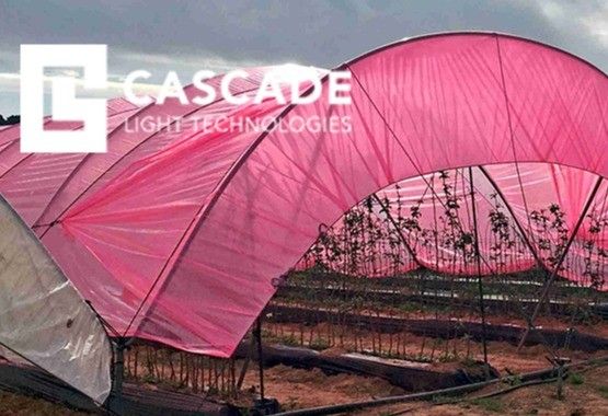 ¿Cómo optimizar la calidad de la luz solar en los invernaderos para mejorar los rendimientos de los cultivos de hortalizas y frutos rojos?