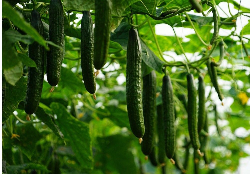 Arrecife RZ y Maritimo RZ ‘acorralan’ al CGMMV garantizando el éxito del cultivo de pepino