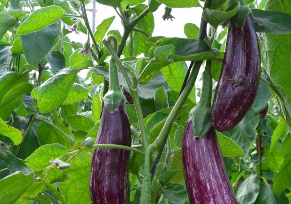 Ramiro Arnedo refuerza su portfolio de pepino y berenjena con importantes novedades
