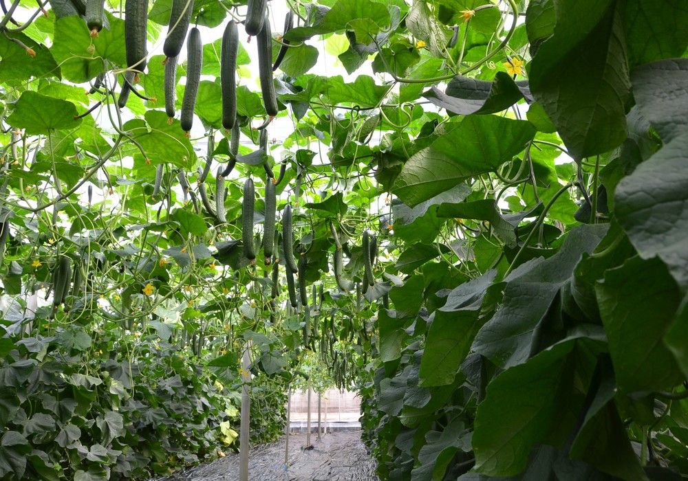 Syngenta rompe el techo de producción con Erico