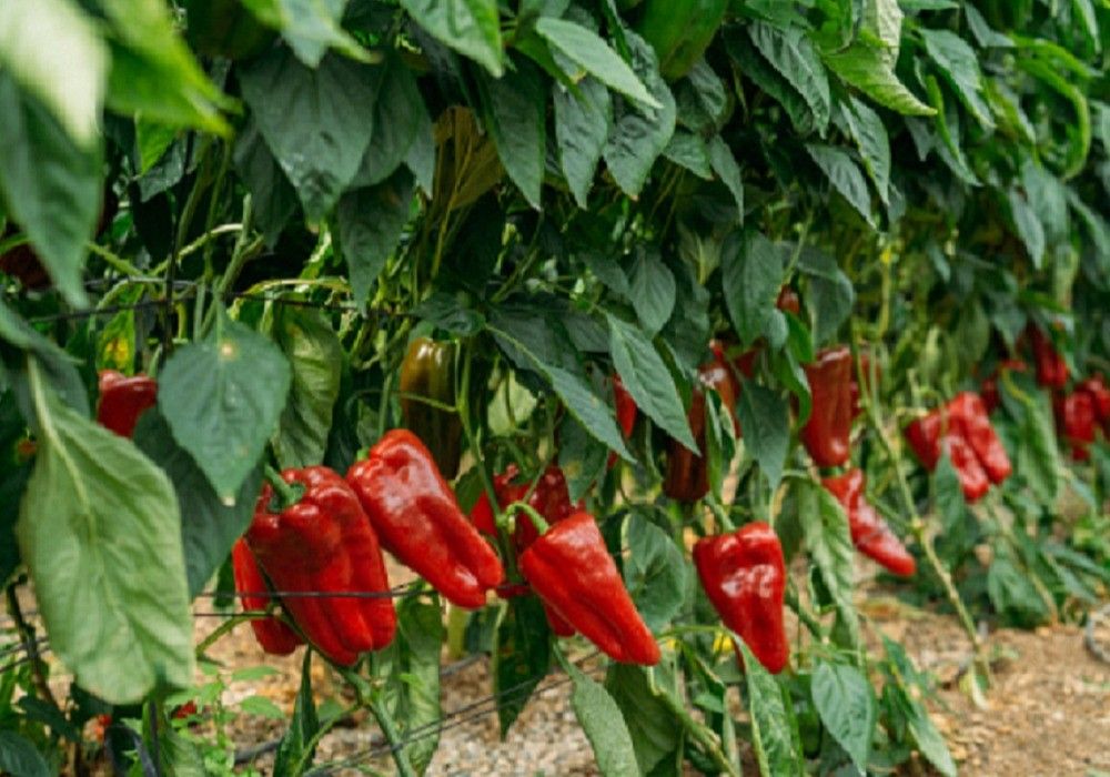 El lamuyo rojo se mantiene por encima de los 1,50 euros el kilo en la semana 30 del año a pesar de registrar un descenso de precio