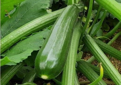 La gama de calabacín de alto rendimiento y diversidad de Gautier Semillas