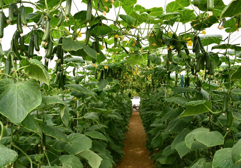 Isidro, el pepino mini de Top Seeds para un ciclo corto muy productivo y de calidad