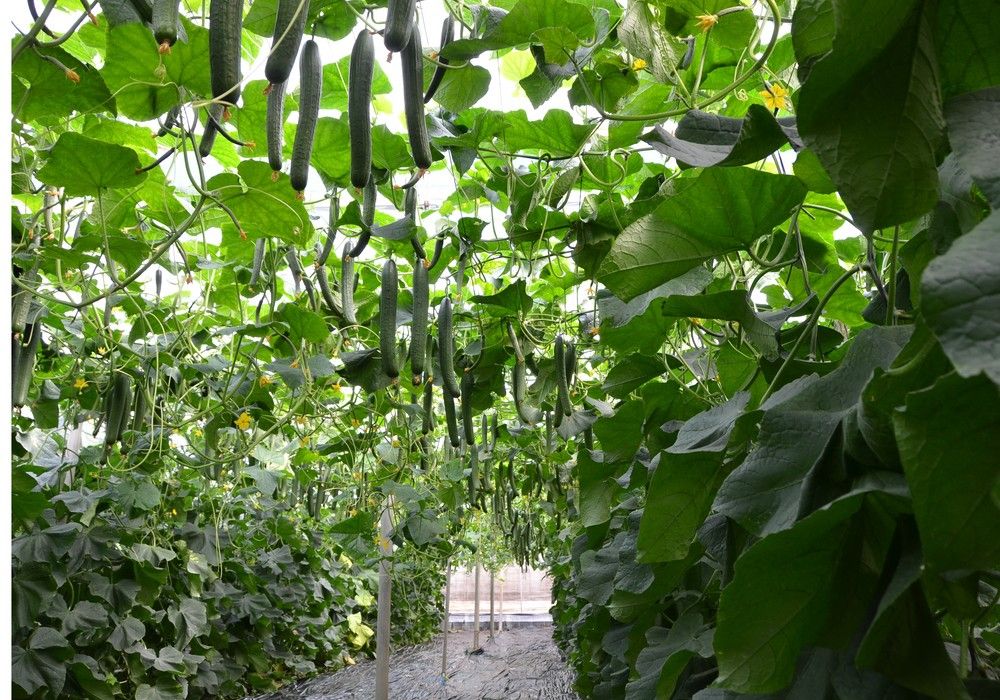 Syngenta rompe el techo de producción con Erico