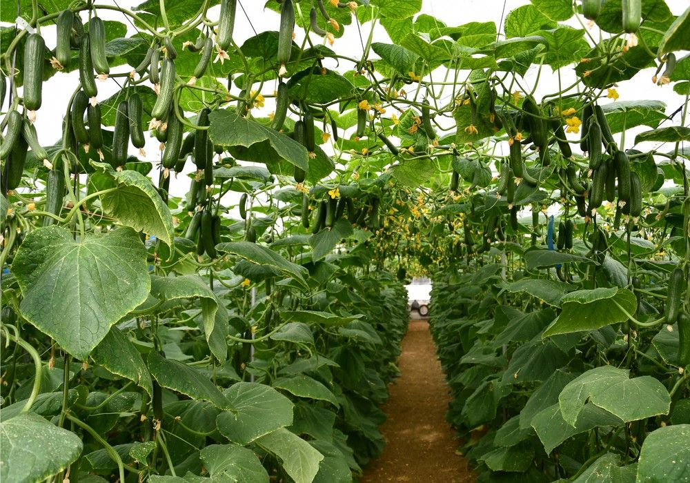 Isidro, el pepino mini de Top Seeds para un ciclo corto muy productivo y de calidad