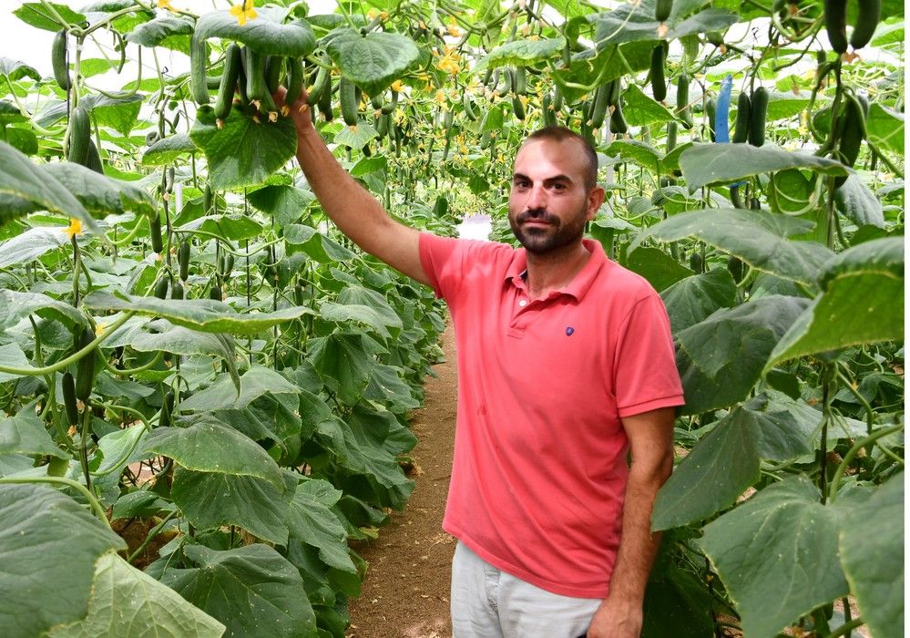 “Esta es mi sexta campaña de pepino, Isidro lo pongo por su facilidad de cuaje, productividad y calidad”
