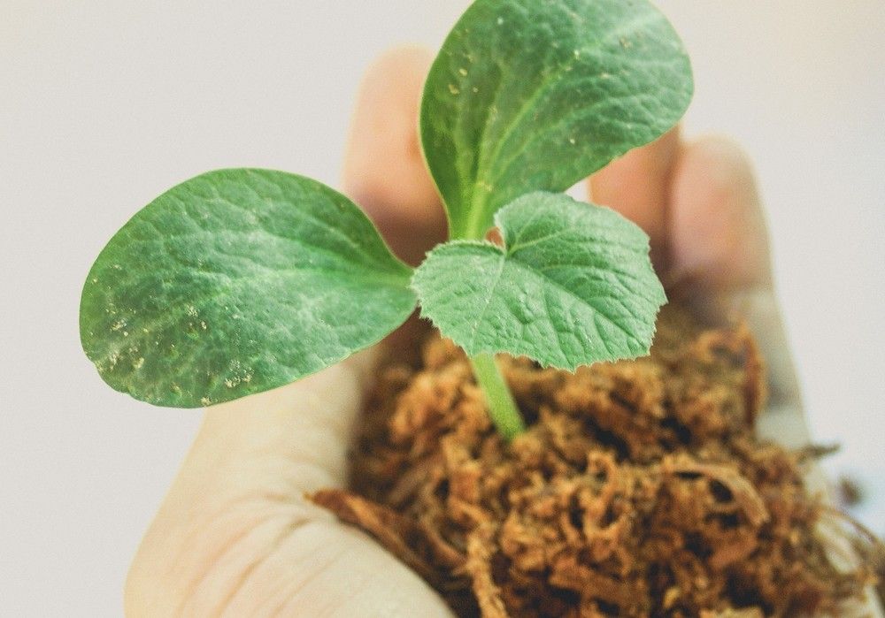 Nuevos Packs de Vida  para los suelos y plantas