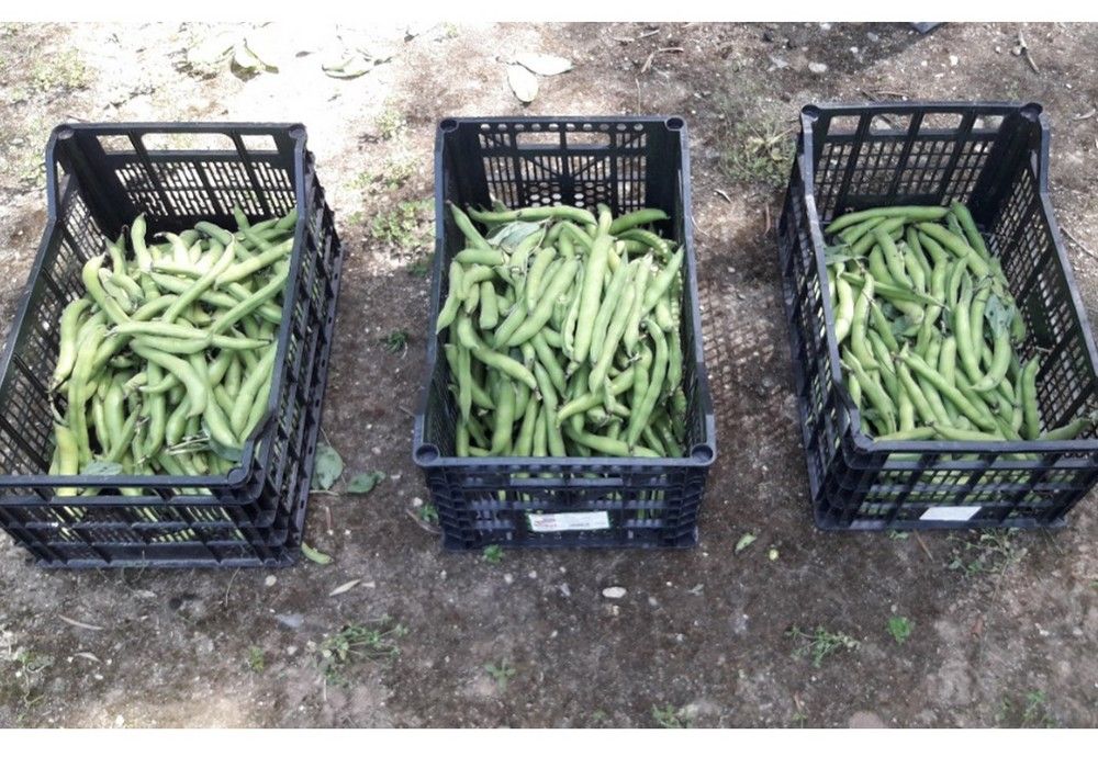 Bacfertiplus, el biofertilizante que permite aumentar la producción hasta un 50 por ciento manteniendo la calidad del fruto