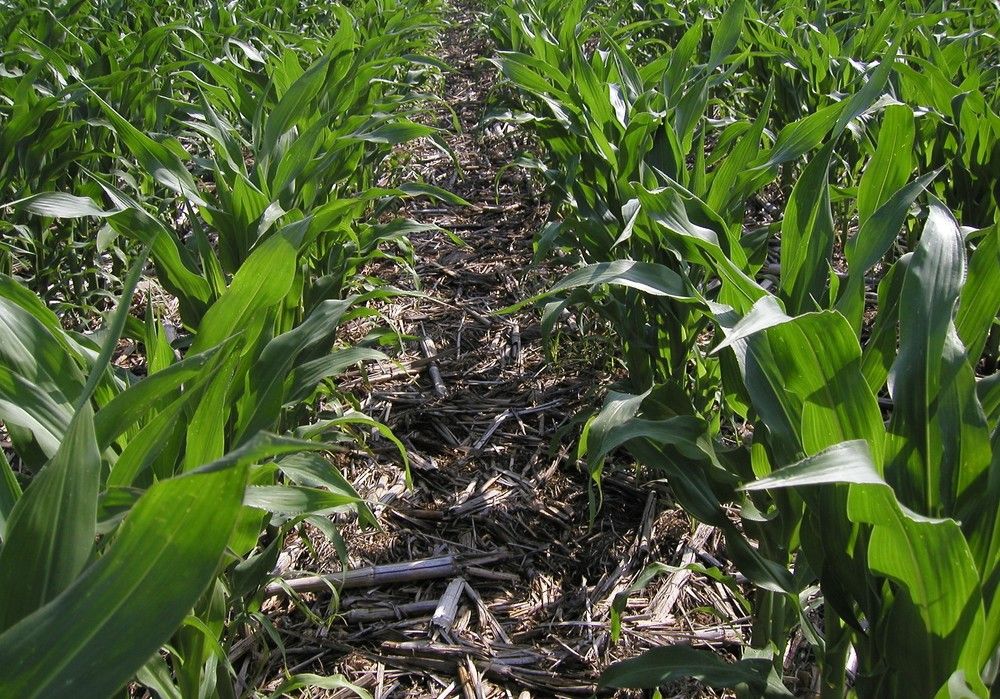 La Agricultura de Conservación como respuesta del sector agrícola ante una situación de emergencia climática
