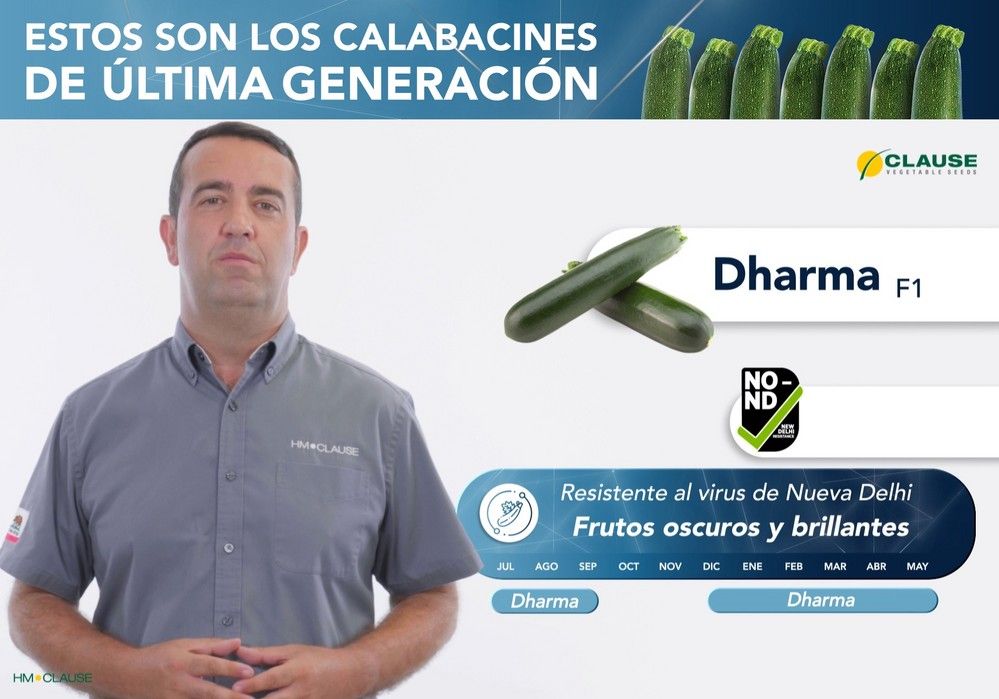 Los calabacines de última generación de HM.CLAUSE