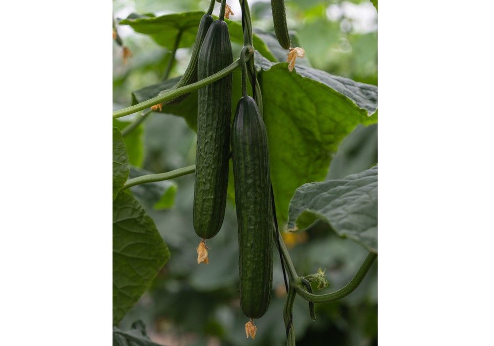 Bambú y Caobado, la genética SmartQ de Fitó para siembras de otoño de pepino holandés