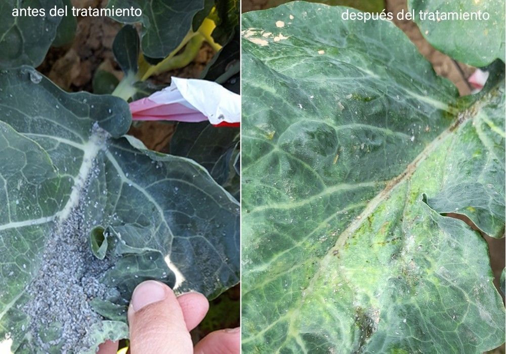 Nostoc Biotech ayuda a combatir el pulgón