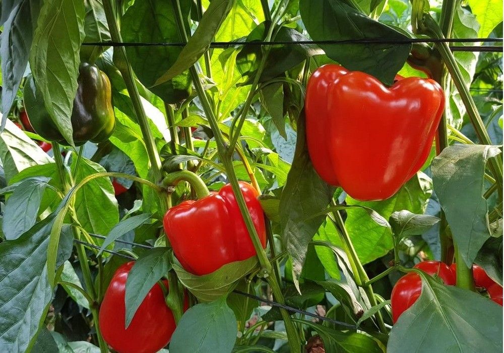 Almería se mantiene como la provincia andaluza que más exporta productos agroalimentarios