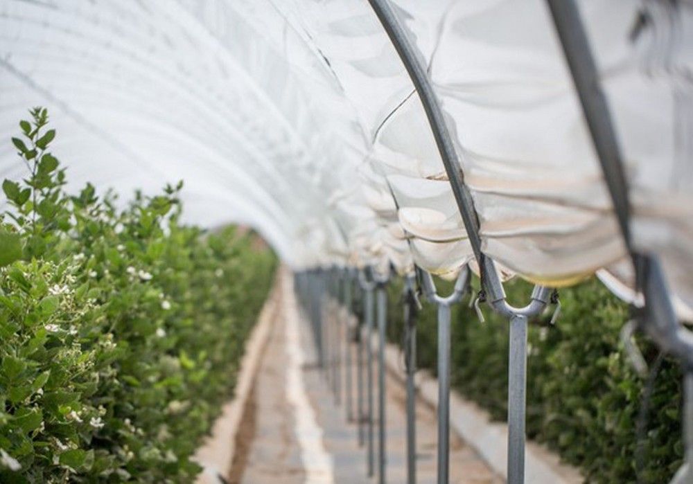 Ginegar despliega su capacidad organizativa e internacional con un seminario sobre las condiciones óptimas para el cultivo de berries y fresas
