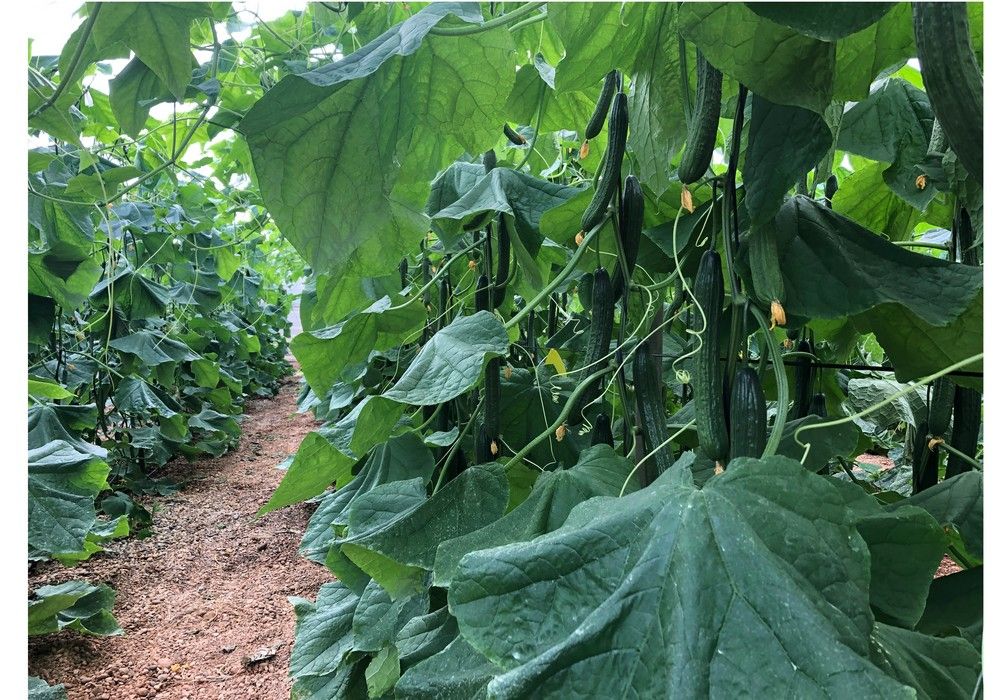 Hazera España mejora su portfolio de pepino Almería con la incorporación de PasioND