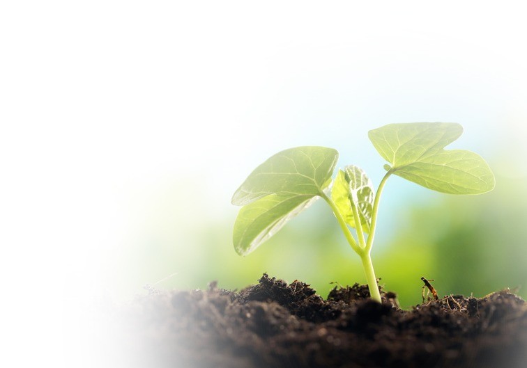 Soluciones nutricionales de Herogra Fertilizantes para el cultivo ecológico