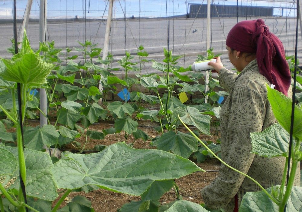 ASAJA rechaza un nuevo aumento del salario mínimo interprofesional por “inasumible” para el sector agrario
